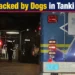 childattackeddogs