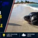 Light Pollution Threatens Aruba Sea Turtle Nests