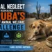 Animal Neglect Remains Aruba’s Biggest Animal Welfare Challenge animal neglect aruba challenge