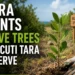 bucutitara