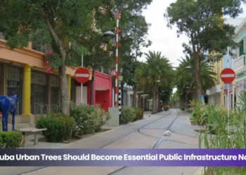 aruba urban trees should become essential public infrastructure now