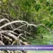elmar briya hunto volunteers clean brazil during national campaign
