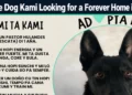 rescue dog kami