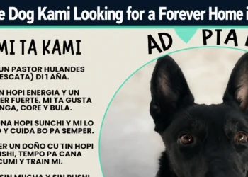 rescue dog kami