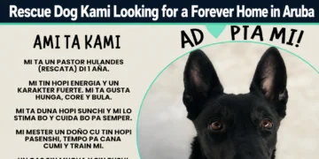 rescue dog kami