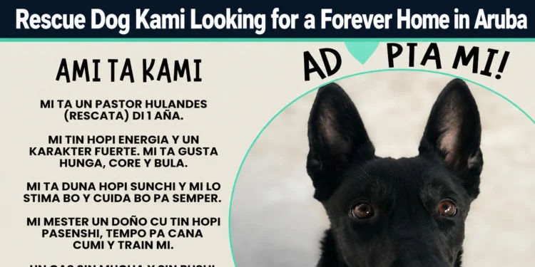 rescue dog kami