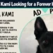 rescue dog kami