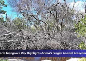 World Mangrove Day Highlights Aruba's Fragile Coastal Ecosystems