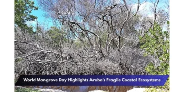 World Mangrove Day Highlights Aruba's Fragile Coastal Ecosystems