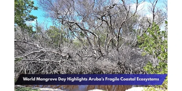 World Mangrove Day Highlights Aruba's Fragile Coastal Ecosystems
