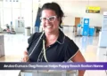 aruba cunucu dog rescue helps puppy reach boston home