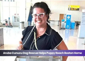 aruba cunucu dog rescue helps puppy reach boston home