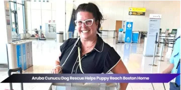 aruba cunucu dog rescue helps puppy reach boston home