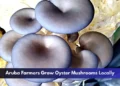 Aruba Farmers Grow Oyster Mushrooms Locally