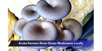 Aruba Farmers Grow Oyster Mushrooms Locally Aruba Farmers Grow Oyster Mushrooms Locally