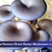 Aruba Farmers Grow Oyster Mushrooms Locally