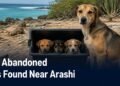 Four Abandoned Dogs Found Near Arashi Rescued mother dog and three puppies near Aruba’s Arashi coast