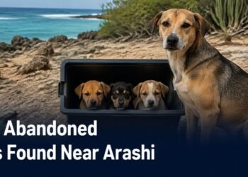 Rescued mother dog and three puppies near Aruba’s Arashi coast
