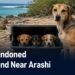 Four Abandoned Dogs Found Near Arashi Rescued mother dog and three puppies near Aruba’s Arashi coast