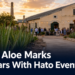 Aruba Aloe Marks 135 Years With Hato Event Aruba Aloe Marks 135 Years With Hato Event