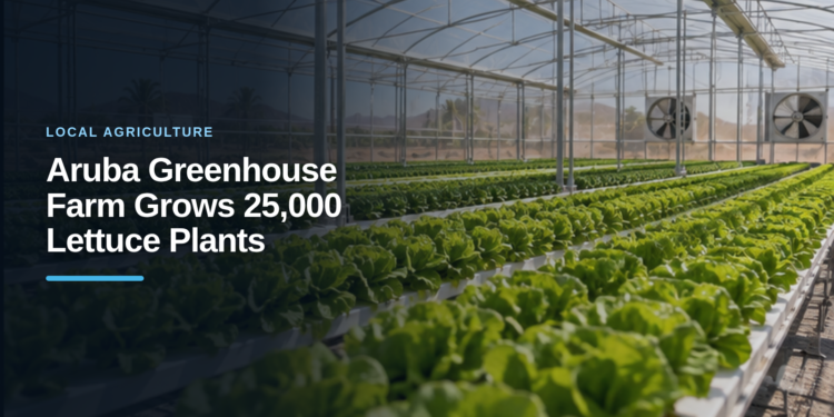 Aruba Greenhouse Farm Grows 25,000 Lettuce Plants