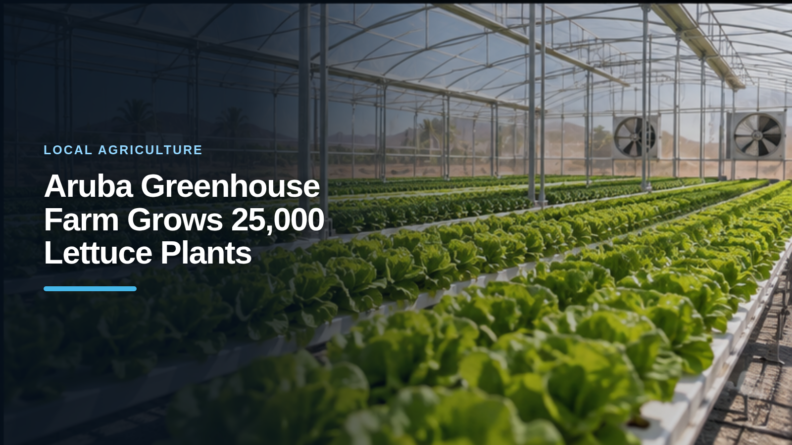 Aruba Greenhouse Farm Grows 25,000 Lettuce Plants