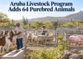 Aruba Livestock Program Adds 64 Purebred Animals