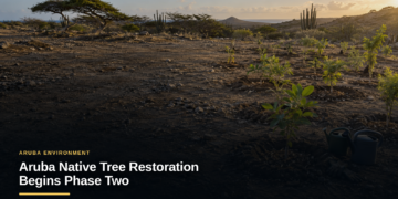 Aruba Native Tree Restoration Begins Phase Two Aruba Native Tree Restoration Begins Phase Two