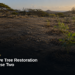 Aruba Native Tree Restoration Begins Phase Two Aruba Native Tree Restoration Begins Phase Two