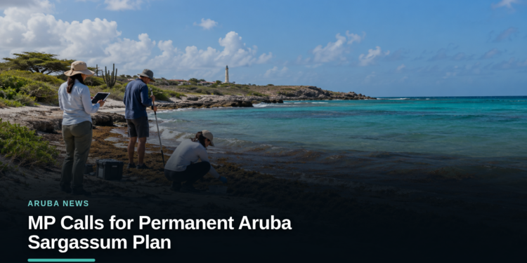 MP Calls for Permanent Aruba Sargassum Plan MP Calls for Permanent Aruba Sargassum Plan