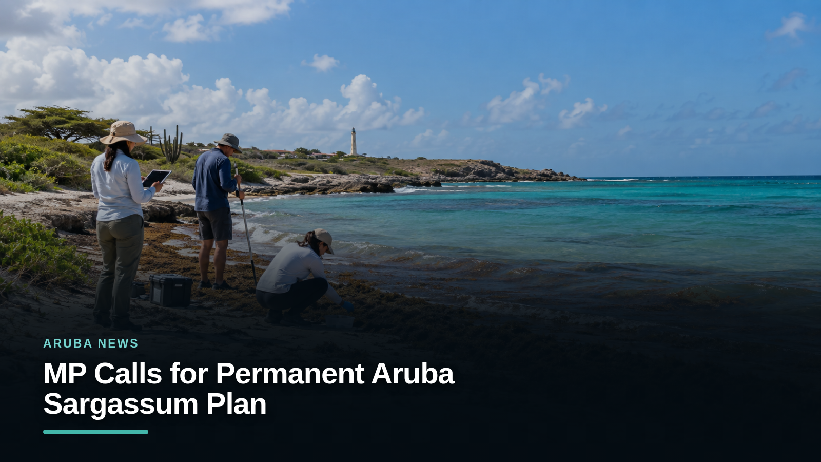 MP Calls for Permanent Aruba Sargassum Plan MP Calls for Permanent Aruba Sargassum Plan
