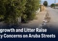 Overgrown roadside vegetation and litter obstructing an Aruba sidewalk