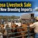 Santa Rosa Livestock Sale Precedes New Breeding Imports