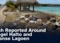 Trash Reported Around Mangel Halto and Spaanse Lagoen Discarded litter near a coastal palapa at Mangel Halto Aruba