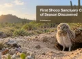First Shoco Sanctuary Chick of Season Discovered First Shoco Sanctuary Chick of Season Discovered — ArubaNews.ca featured image