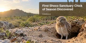 First Shoco Sanctuary Chick of Season Discovered — ArubaNews.ca featured image