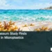 Conceptual editorial illustration of sargassum beside a sample tray and magnifier on a Caribbean beach, with the article headline and ArubaNews.ca branding.