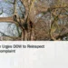 Illustrative stock photograph for “Ombudsman Urges DOW to Reinspect Kwihi Tree Complaint”: Photo of a huge old tree in the city park Wertheimpark, in Amsterdam city. The tree trunk is just along the border of the old canal, reflecting the blue sky in the water. It is a sunny day in town with a light blue sky. This is a popular place for young people to come together and talk. And for the ducks to find some bread crumbs. Pictures of Amsterdam city - Dutch trees in free nature photo by Fons Heijnsbroek, Netherlands. Photograph by Fons Heijnsbroek via Unsplash. This is not a photograph of the specific Aruba news event.