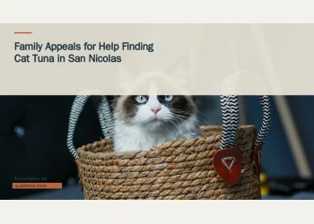 Illustrative stock photograph for “Family Appeals for Help Finding Cat Tuna in San Nicolas”: Ragdoll cat Photograph by Anna via Unsplash. This is not a photograph of the specific Aruba news event.