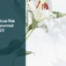 Imelda Henricus-Ras Farewell Announced for October 23 Illustrative stock photograph for “Imelda Henricus-Ras Farewell Announced for October 23”: Lily on white background with shadow Photograph by Evie S. via Unsplash. This is not a photograph of the specific Aruba news event.