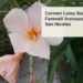 Flowers in a garden in Tanki Leendert, Aruba; archive photo, not connected to the family or funeral.